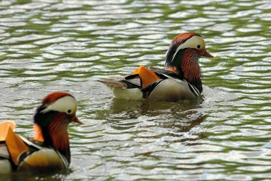 Mandarinente Männchen Kesselbruchweiher Stadtwald Frankfurt am Main 2015