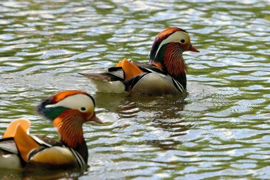 Mandarinente Männchen Kesselbruchweiher Stadtwald Frankfurt am Main 2015