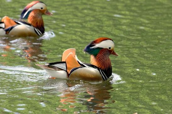 Mandarinente Männchen Kesselbruchweiher Stadtwald Frankfurt am Main 2015