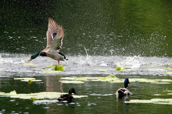 Stockente Männchen Kesselbruchweiher Stadtwald Frankfurt am Main 2015