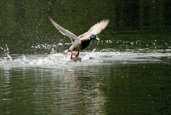 Stockente Männchen Kesselbruchweiher Stadtwald Frankfurt am Main 2015