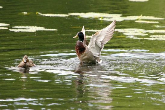 Stockente Paar Kesselbruchweiher Stadtwald Frankfurt am Main 2015