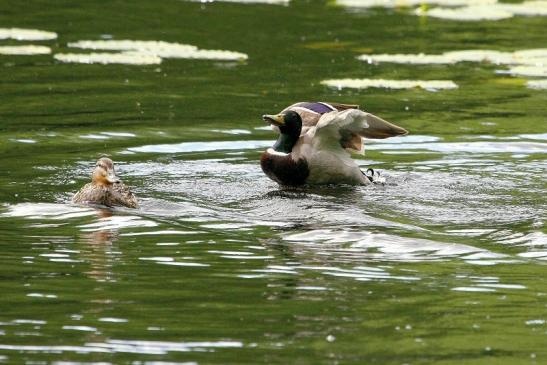 Stockente Paar Kesselbruchweiher Stadtwald Frankfurt am Main 2015