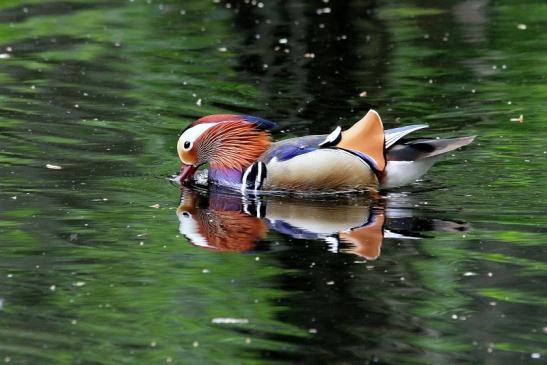 Mandarinente Männchen Kesselbruchweiher Stadtwald Frankfurt am Main 2015