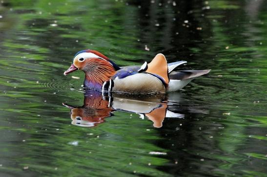 Mandarinente Männchen Kesselbruchweiher Stadtwald Frankfurt am Main 2015