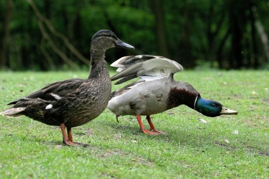 Stockente Kesselbruchweiher Stadtwald Frankfurt am Main 2015