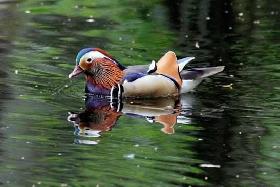 Mandarinente Männchen Kesselbruchweiher Stadtwald Frankfurt am Main 2015