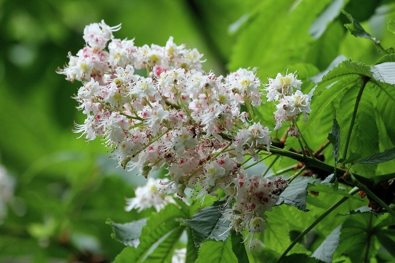 Kastanienblüte Kesselbruchweiher Stadtwald Frankfurt am Main 2015