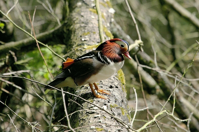 Mandarinente Männchen Kesselbruchweiher Stadtwald Frankfurt am Main 2015