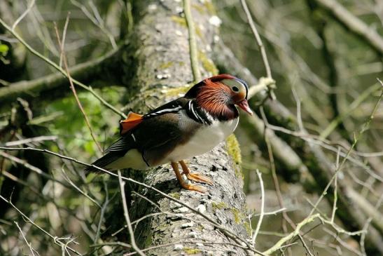 Mandarinente Männchen Kesselbruchweiher Stadtwald Frankfurt am Main 2015