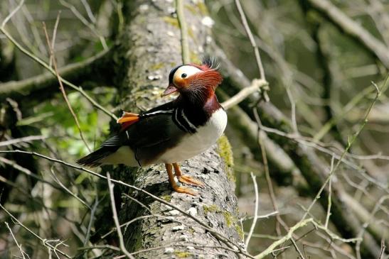 Mandarinente Männchen Kesselbruchweiher Stadtwald Frankfurt am Main 2015