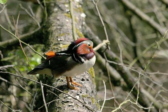 Mandarinente Männchen Kesselbruchweiher Stadtwald Frankfurt am Main 2015