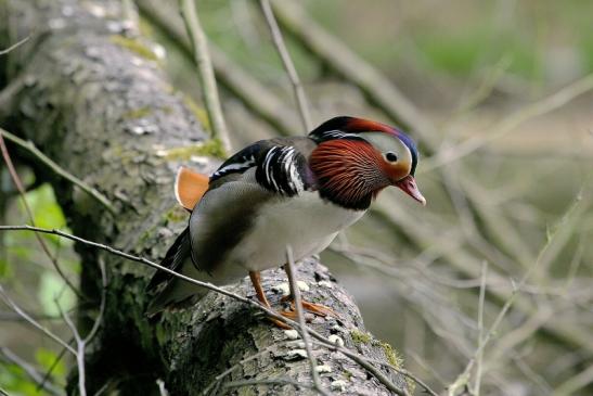 Mandarinente Männchen Kesselbruchweiher Stadtwald Frankfurt am Main 2015