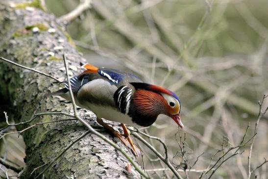 Mandarinente Männchen Kesselbruchweiher Stadtwald Frankfurt am Main 2015