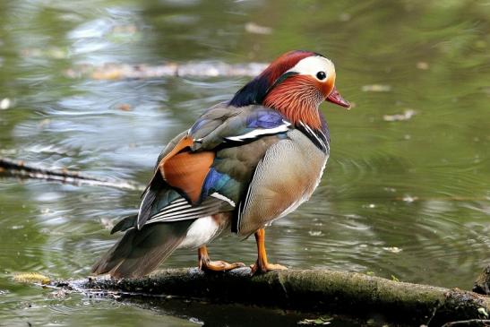 Mandarinente Männchen Kesselbruchweiher Stadtwald Frankfurt am Main 2015