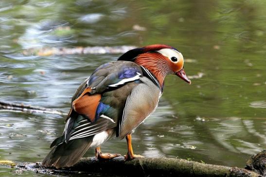 Mandarinente Männchen Kesselbruchweiher Stadtwald Frankfurt am Main 2015