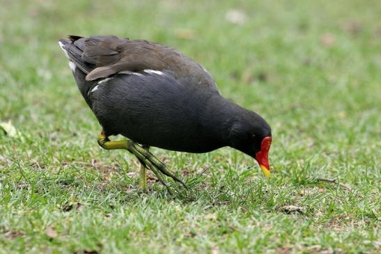 Teichhuhn Männchen Kesselbruchweiher Stadtwald Frankfurt am Main 2015