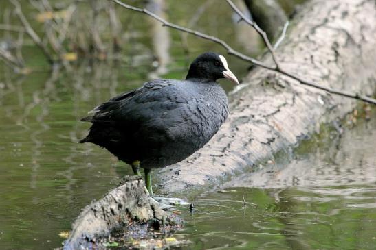 Blässhuhn/Blässralle Kesselbruchweiher Stadtwald Frankfurt am Main 2015