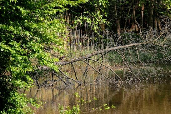 Habitat am Kesselbruchweiher Stadtwald Frankfurt am Main 2015