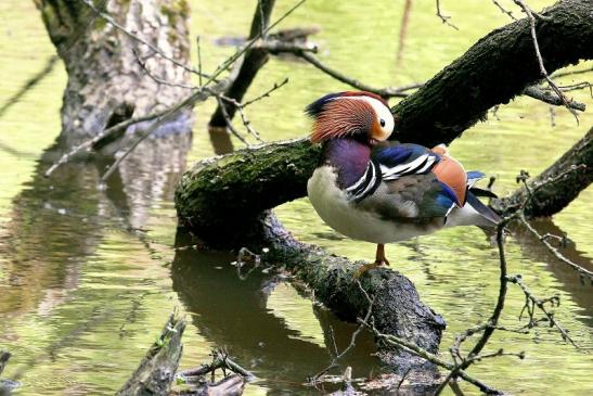 Mandarinente Männchen Kesselbruchweiher Stadtwald Frankfurt am Main 2015