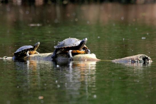 Nordamerikanische Schmuckschildkröte Kesselbruchweiher Stadtwald Frankfurt am Main 2015