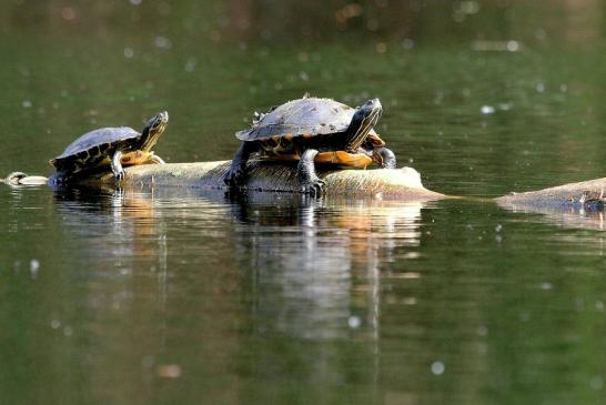 Nordamerikanische Schmuckschildkröte Kesselbruchweiher Stadtwald Frankfurt am Main 2015