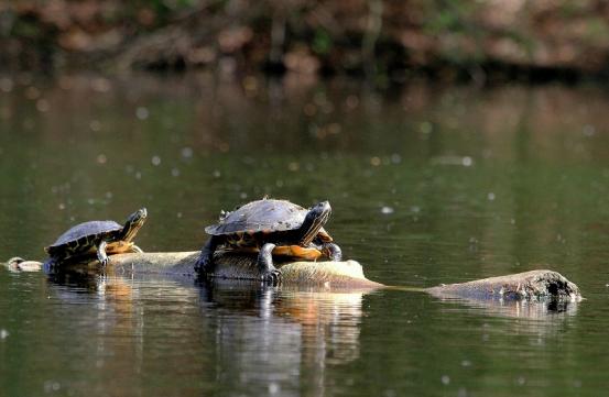 Nordamerikanische Schmuckschildkröte Kesselbruchweiher Stadtwald Frankfurt am Main 2015