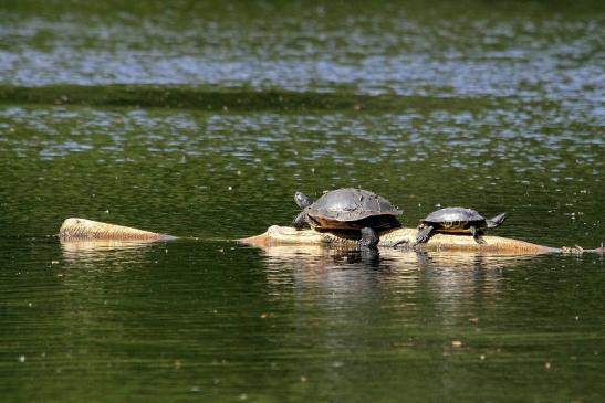 Nordamerikanische Schmuckschildkröte Kesselbruchweiher Stadtwald Frankfurt am Main 2015