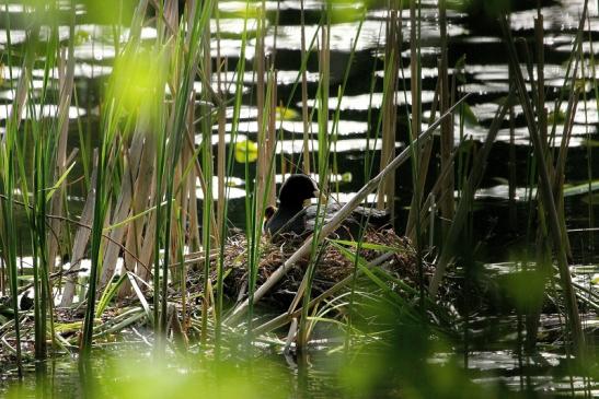 Blässhuhn/Blässralle Nest Kesselbruchweiher Stadtwald Frankfurt am Main 2015