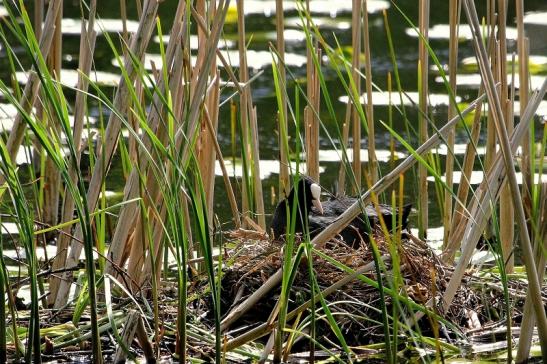 Blässhuhn/Blässralle Nest Kesselbruchweiher Stadtwald Frankfurt am Main 2015