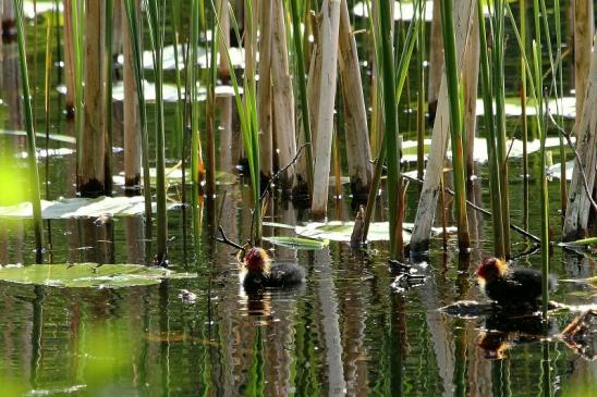 Blässralle - Jungtiere Kessebruchweiher Frankfurt Stadtwald