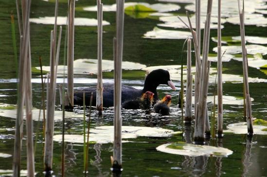 Blässralle - mit Jungtieren Kessebruchweiher Frankfurt Stadtwald