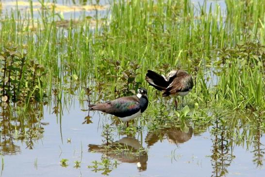 Kiebitz Paar Bingenheimer Ried Wetterau 2016