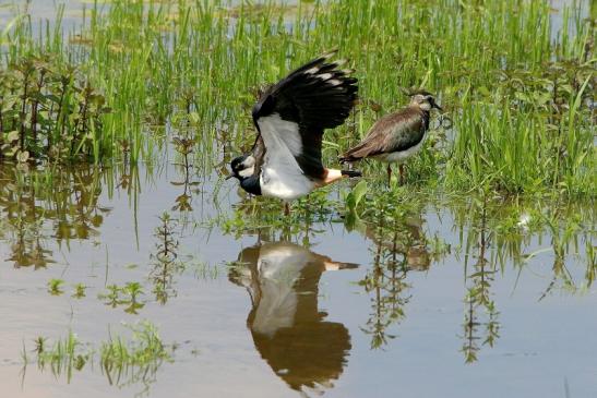 Kiebitz Paar Bingenheimer Ried Wetterau 2016