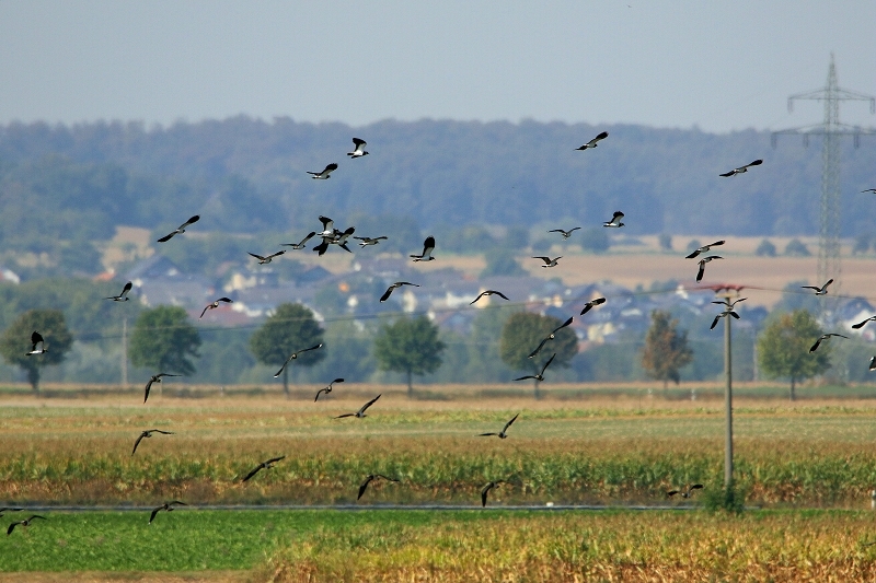 Kiebitz Abendlicher Abflug Bingenheimer Ried Wetterau 2016