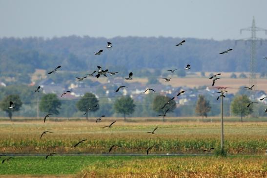 Kiebitz Abendlicher Abflug Bingenheimer Ried Wetterau 2016