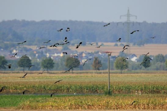 Kiebitz Abendlicher Abflug Bingenheimer Ried Wetterau 2016