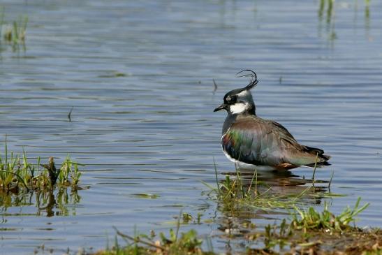 Kiebitz Bingenheimer Ried Wetterau 2016