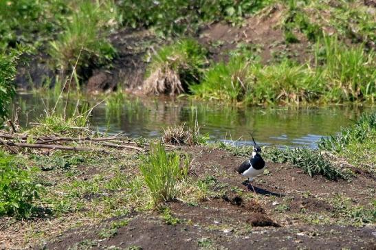 Kiebitz Bingenheimer Ried Wetterau 2016