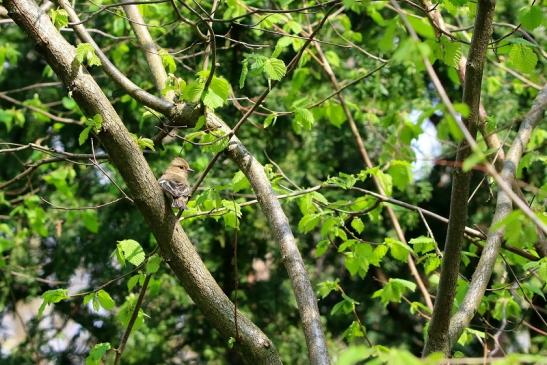 Kleiner Buchfink Schlosspark Biebrich 2016