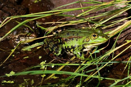 Kleiner Teichfrosch Atrium Park Dietzenbach 2022