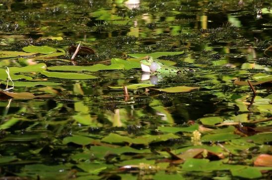 Kleiner Teichfrosch Atrium Park Dietzenbach 2022