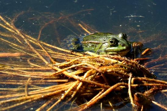 Kleiner Teichfrosch Atrium Park Dietzenbach 2022