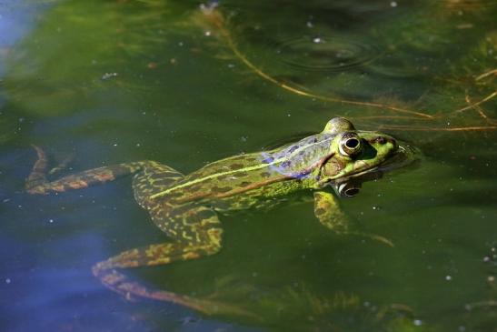 Kleiner Teichfrosch Atrium Park Dietzenbach 2022