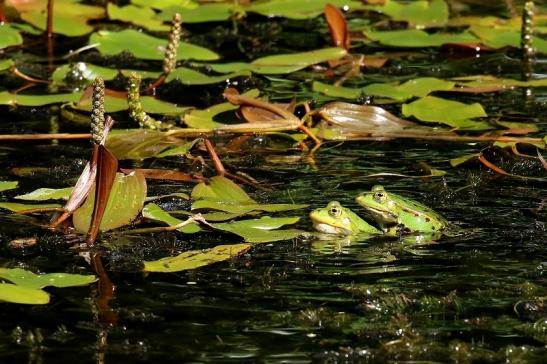 Kleiner Teichfrosch Atrium Park Dietzenbach 2022