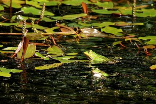 Kleiner Teichfrosch Atrium Park Dietzenbach 2022