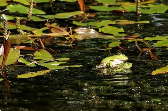 Kleiner Teichfrosch Atrium Park Dietzenbach 2022