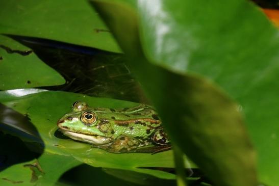 Kleiner Teichfrosch Atrium Park Dietzenbach 2022