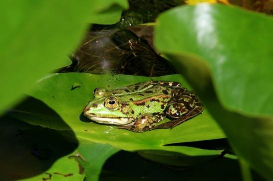 Kleiner Teichfrosch Atrium Park Dietzenbach 2022