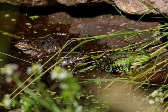 Kleiner Teichfrosch Atrium Park Dietzenbach 2022